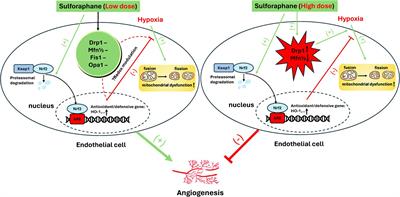 Dietary isothiocyanates and anticancer agents: exploring synergism for improved cancer management